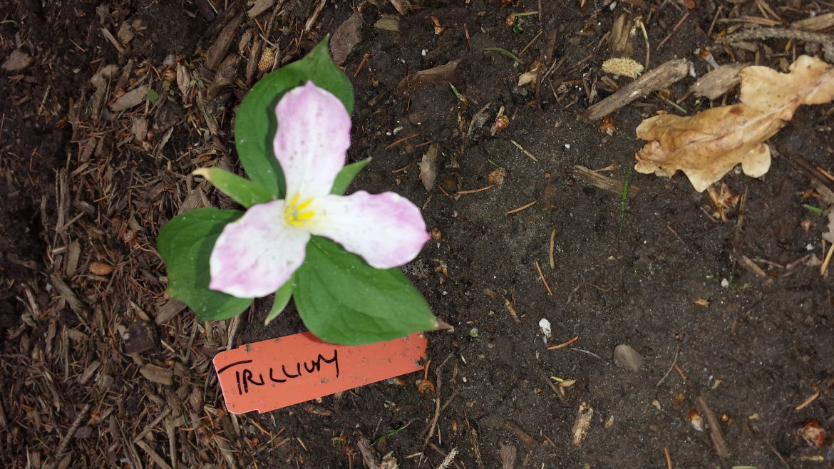 Trillium
