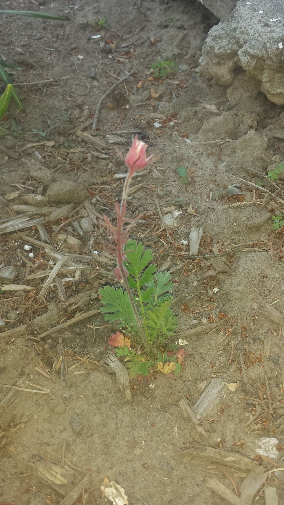 Prairie Smoke