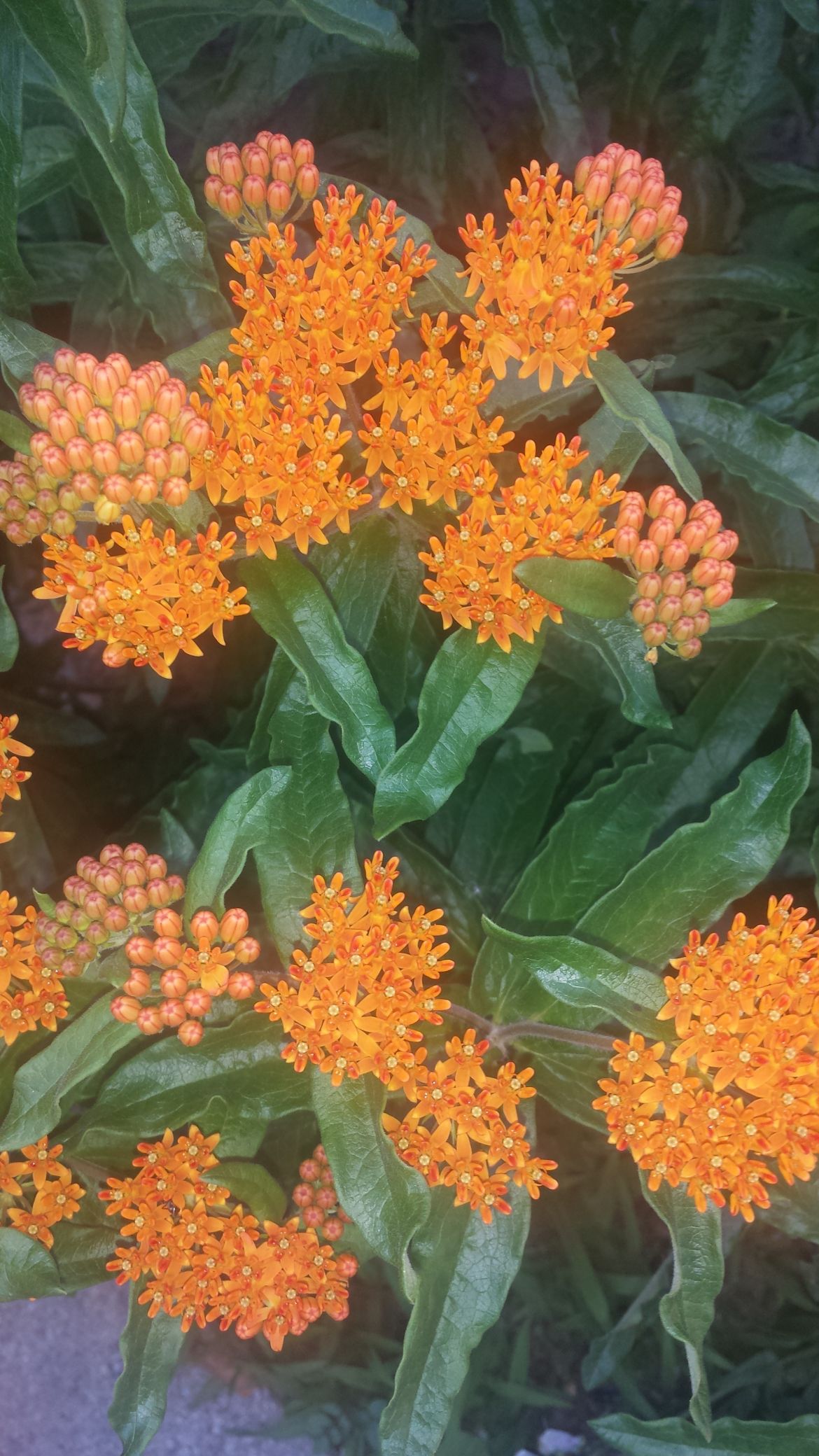 Butterfly Milkweed