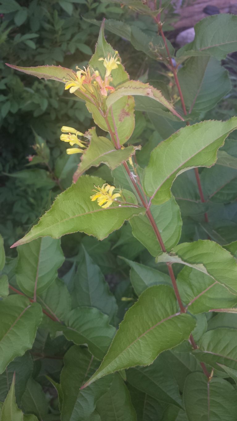 Honeysuckle bush