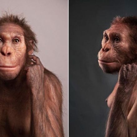 New Fossil Shows Ancient Human Relative "Walked Like Humans And Climbed Like Apes"
