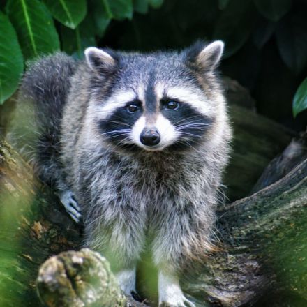 Raccoons solve an ancient puzzle, but do they really understand it?