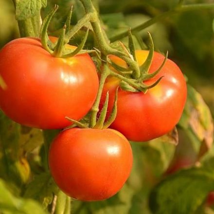 Genetically modified tomatoes contain more vitamin D, say scientists