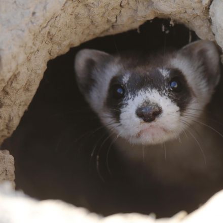 Scientists have cloned the first US endangered species: A black-footed ferret that died 30 years ago