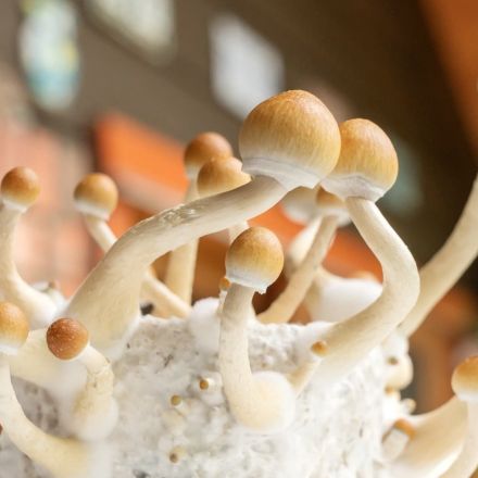 Magic mushroom compound psilocybin can help treat depression, study finds