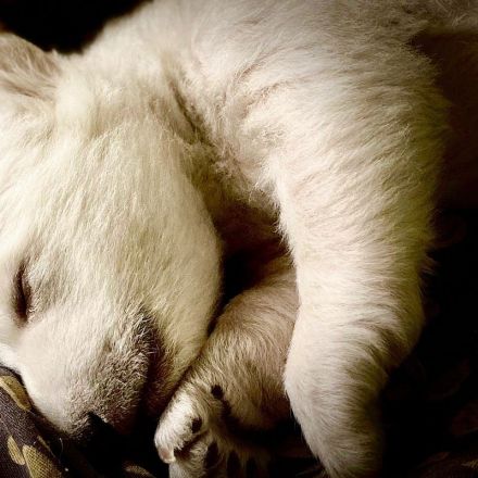 Detroit Zoo polar bear give birth to twins after unsuccessful pregnancies