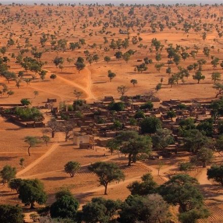 Artificial intelligence reveals hundreds of millions of trees in Sahara