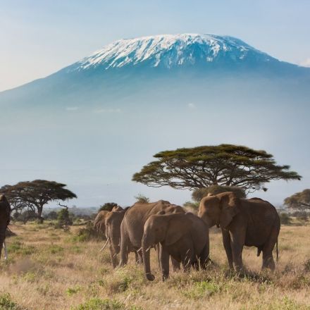 From the Everglades to Kilimanjaro, climate change is destroying world wonders
