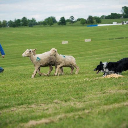 What a Border Collie Taught a Linguist About Language