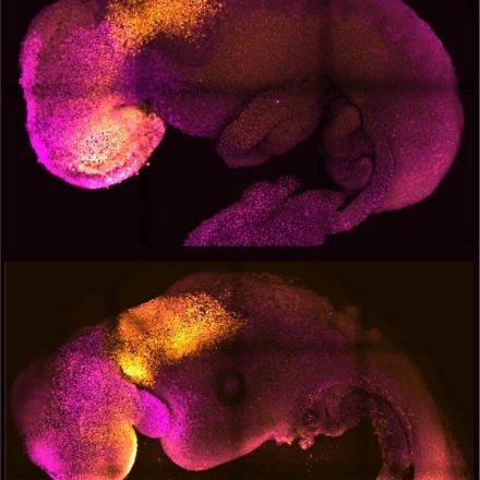 'Synthetic' mouse embryo with brain and beating heart grown from stem cells