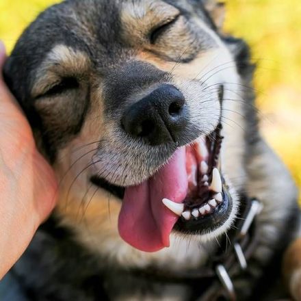 Study reveals a dog's heart rate increases when you say 'I love you'