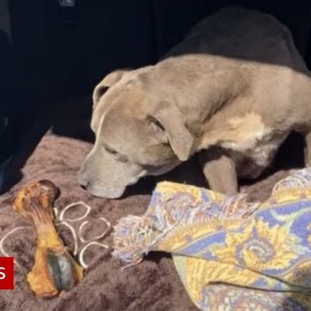Missing dog Zoey reunited with owners after 12 years