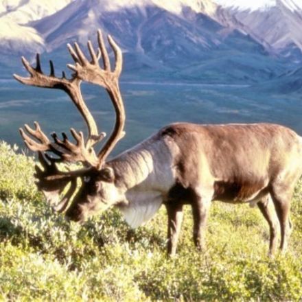 First Nation fights to save the Arctic National Wildlife Refuge