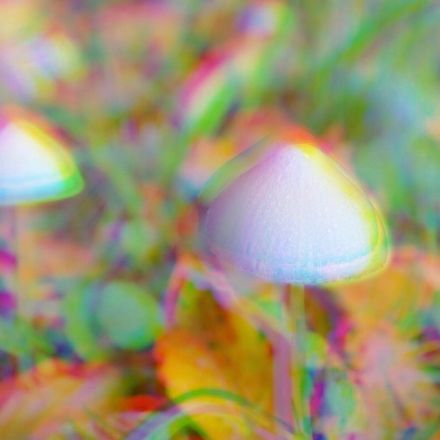 Scientists find magic mushrooms could help fight fascism