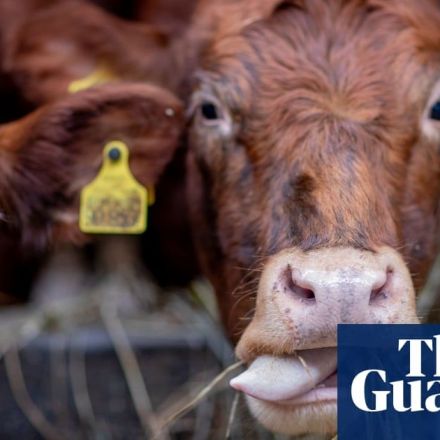 EU's farm animals 'produce more emissions than cars and vans combined'
