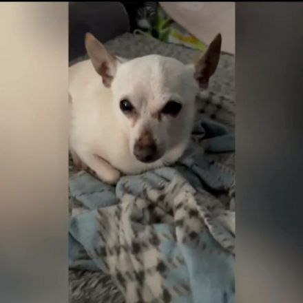 21-year-old Florida chihuahua breaks world record as oldest dog alive
