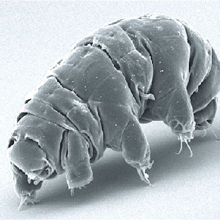 Tardigrades survive impacts of up to 825 meters per second