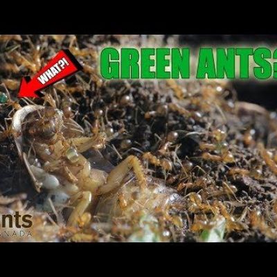 Green ants?