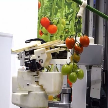 This Robot Picks Tomatoes As Well As You Ever Could