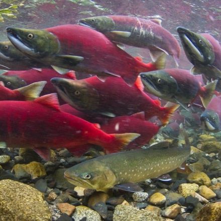 B.C. fish farms transmit virus to endangered wild Pacific salmon, new study confirms