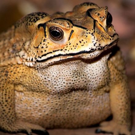 Toxic toads could devastate Madagascar’s biodiversity
