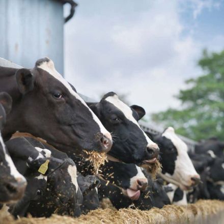 Meat and dairy production emit more nitrogen than Earth can cope with