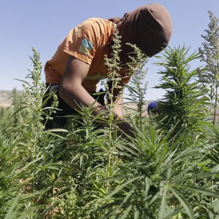 Lebanon becomes first Arab country to legalise cannabis farming for medical use