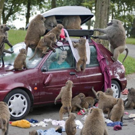 Baboons 'carrying knives and chainsaw' spotted in safari park