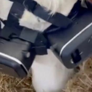 Farmer Puts VR Headsets on Cows to Simulate Green Pastures