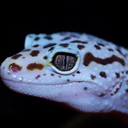 U of G Study First to Identify Cells Driving Gecko’s Ability to Regrow Its Tail