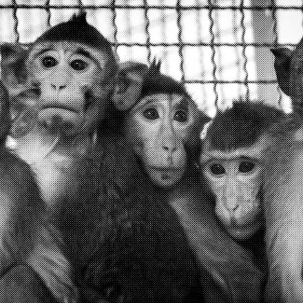 A plane of monkeys, a pandemic, and a botched deal: inside the science crisis you’ve never heard of