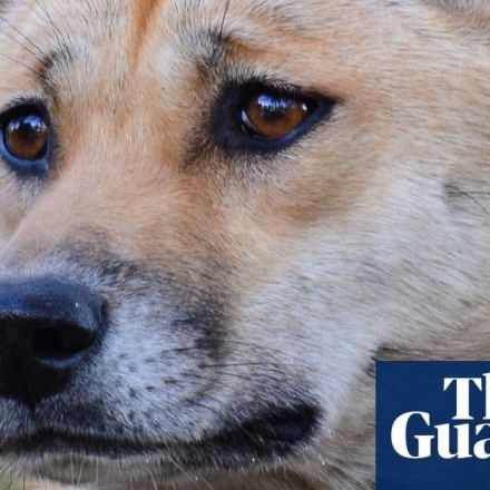 Scientists find dingoes genetically different from domestic dogs after decoding genome