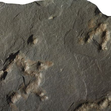 Scientists discover oldest evidence of mobility on Earth