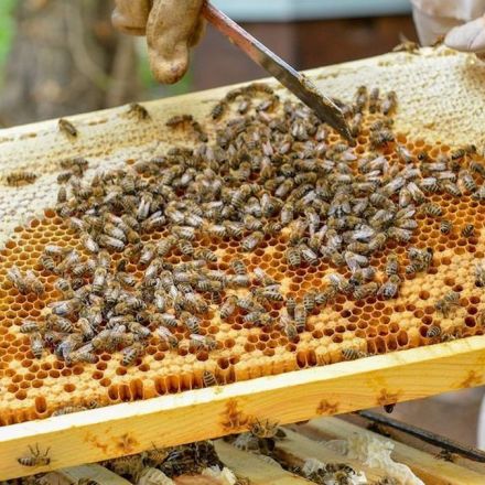 Honeybee populations could be wiped out worldwide by wing virus