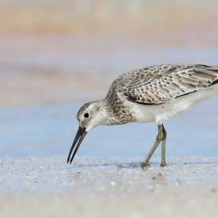Conservationists plot a food drop to save migratory shorebirds from starvation