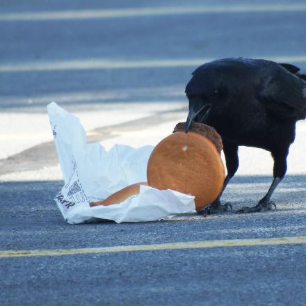 Crows love cheeseburgers. And now they’re getting high cholesterol.