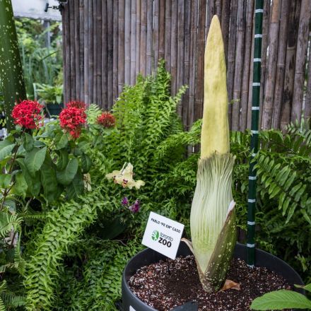 World’s largest corpse flower that smells like ‘rotting meat’ will bloom for first time
