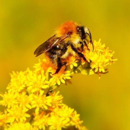 Why Flowers May Be Partially to Blame for the Deaths of Wild Bumblebees