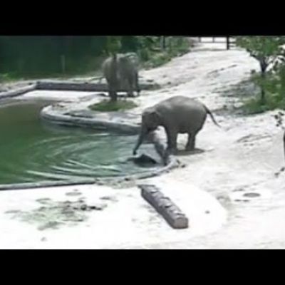 Watch: Elephants Rescue Their Baby From a Pool