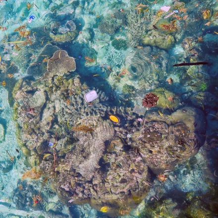 Plastic Pollution Is Killing Coral Reefs, 4-Year Study Finds