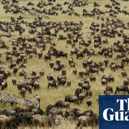 Wildebeest, bustards and bongos: Kenya begins first national census of wildlife