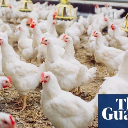 UK government faces court challenge over ‘Frankenchickens’