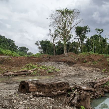 Solomon Islanders imprisoned for trying to stop the logging of their forests
