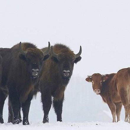 Cow breaks free from pen to live among wild bison in Poland