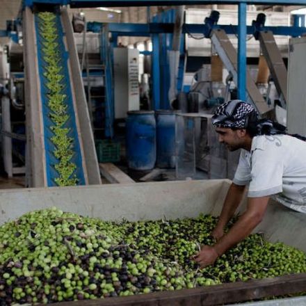 Egypt plans to plant 100 million olive trees by 2022