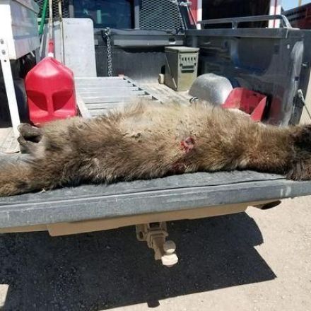 Mysterious wolf-like animal found in Montana igniting online speculation