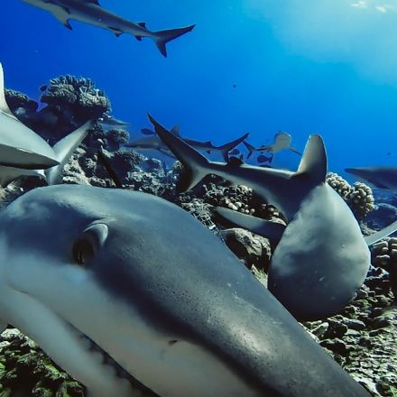 Grey reef sharks form long-term friendships, study reveals