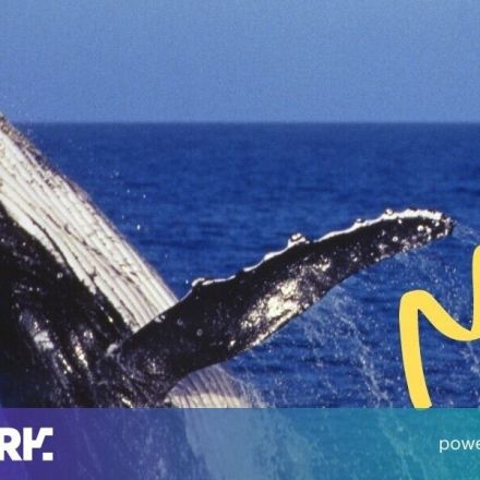 Bitcoin whale moves $310 million cryptocurrency fortune — for just $0.32