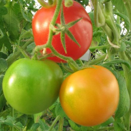 Oxford scientists discover how to alter colour and ripening rates of tomatoes