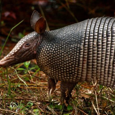 First Armadillo Confirmed In Champaign County